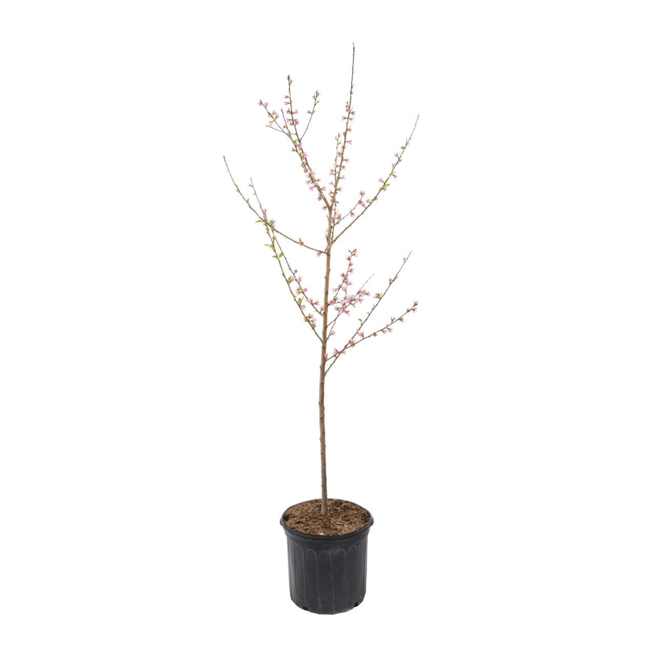 Expert Gardener 3.75gal Contender Peach Live Tree Plant Sun
