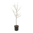 thumbnail image 1 of Expert Gardener 3.75gal Contender Peach Live Tree Plant Sun, 1 of 6