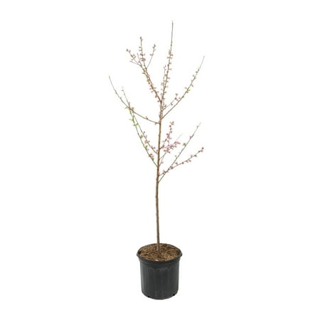 Expert Gardener 3.75gal Contender Peach Live Tree Plant Sun