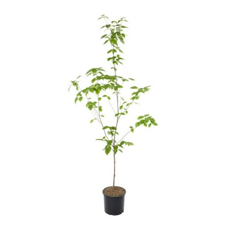 Expert Gardener Red Dogwood Live Tree in 3.75-Gallon Grower Pot