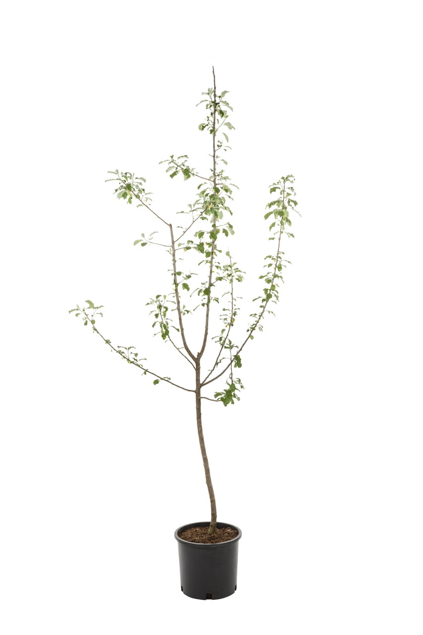 Expert Gardener 3.75gal Granny Smith Apple Live Tree Plant Sun