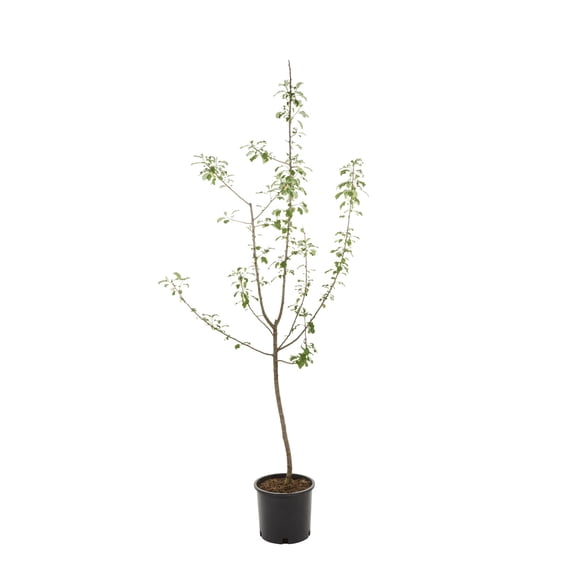 Expert Gardener 3.75gal Granny Smith Apple Live Tree Plant Sun