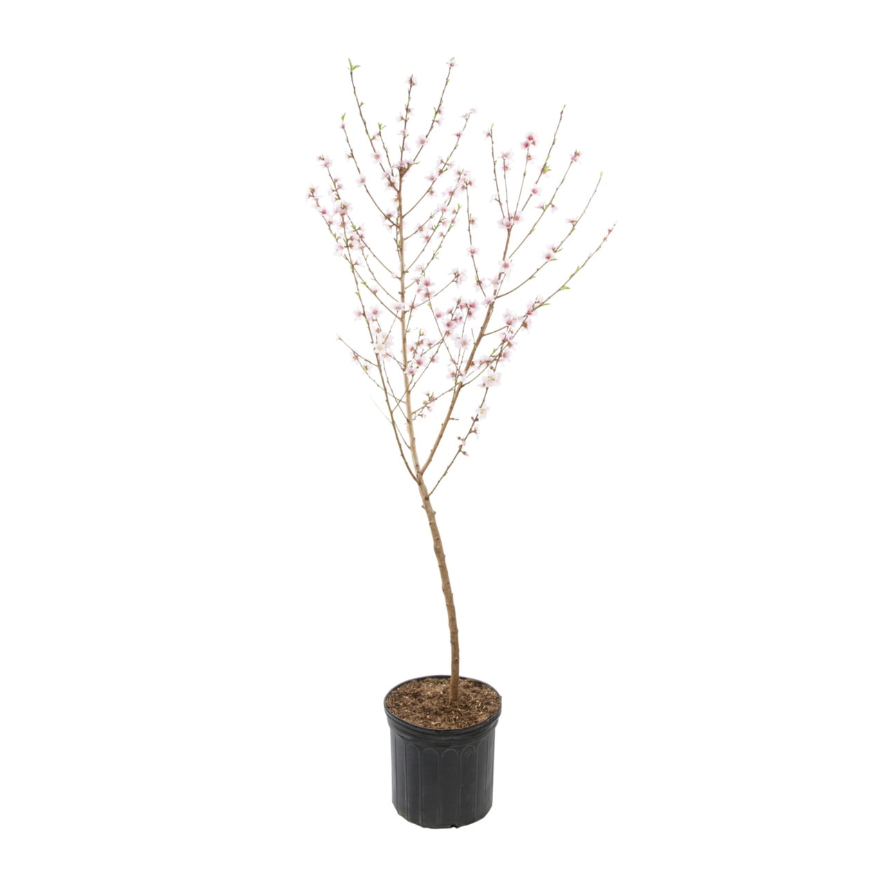 Expert Gardener Hale Haven Peach Tree Live Tree in 3.75-Gallon Grower Pot