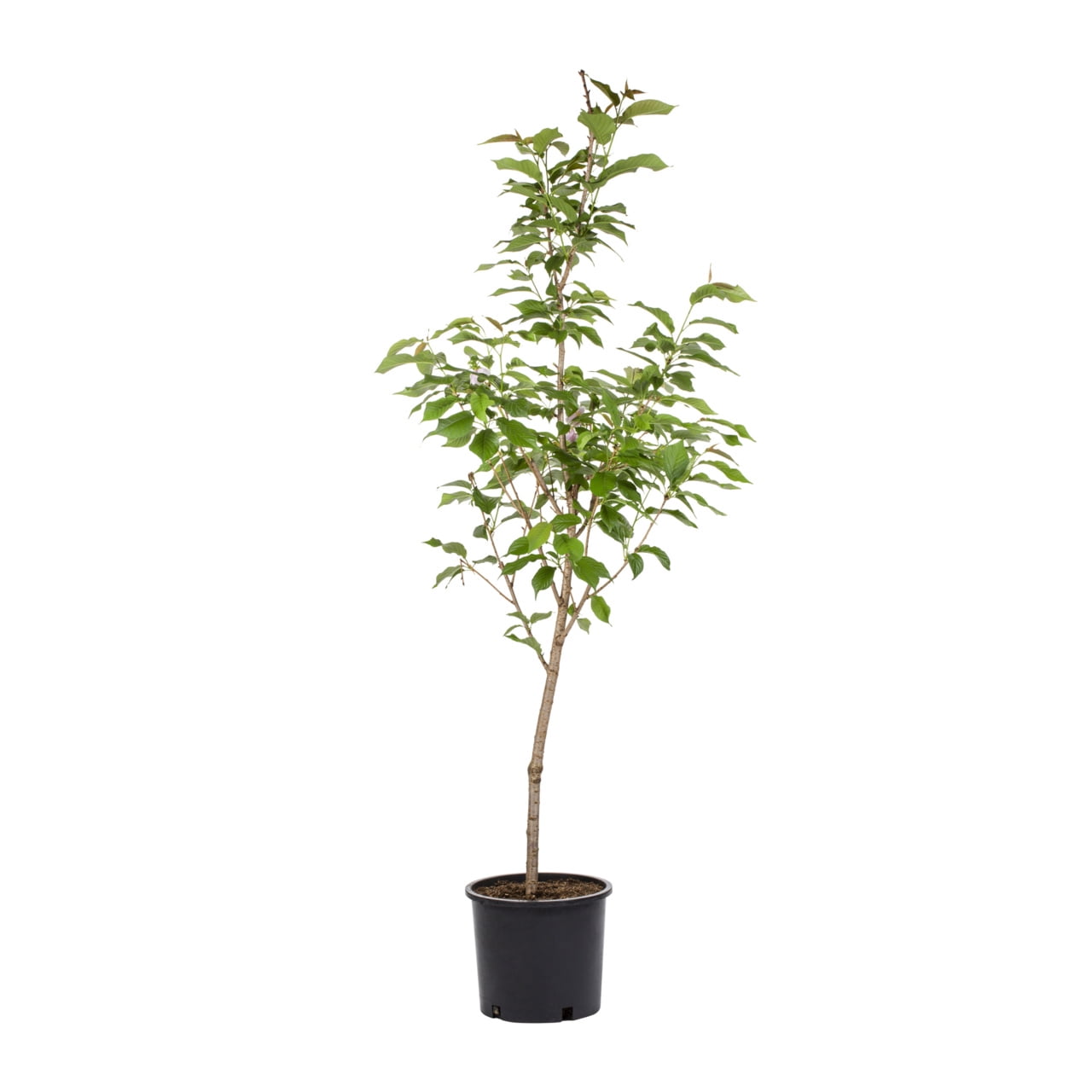 Expert Gardener Kwanzan Cherry Live Tree in 3.75-Gallon Grower Pot