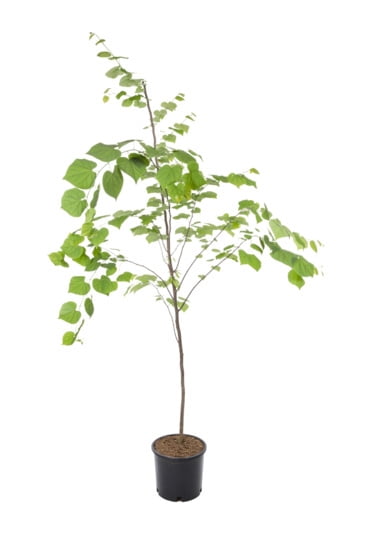 Expert Gardener Redbud Live Tree in 3.75-Gallon Grower Pot