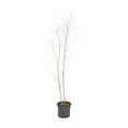thumbnail image 1 of Expert Gardener 3.75G River Birch Tree Live Plants, 1 of 2