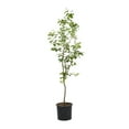 thumbnail image 1 of Expert Gardener Ruby Sweet Plum Live Tree in 3.75-Gallon Grower Pot, 1 of 7
