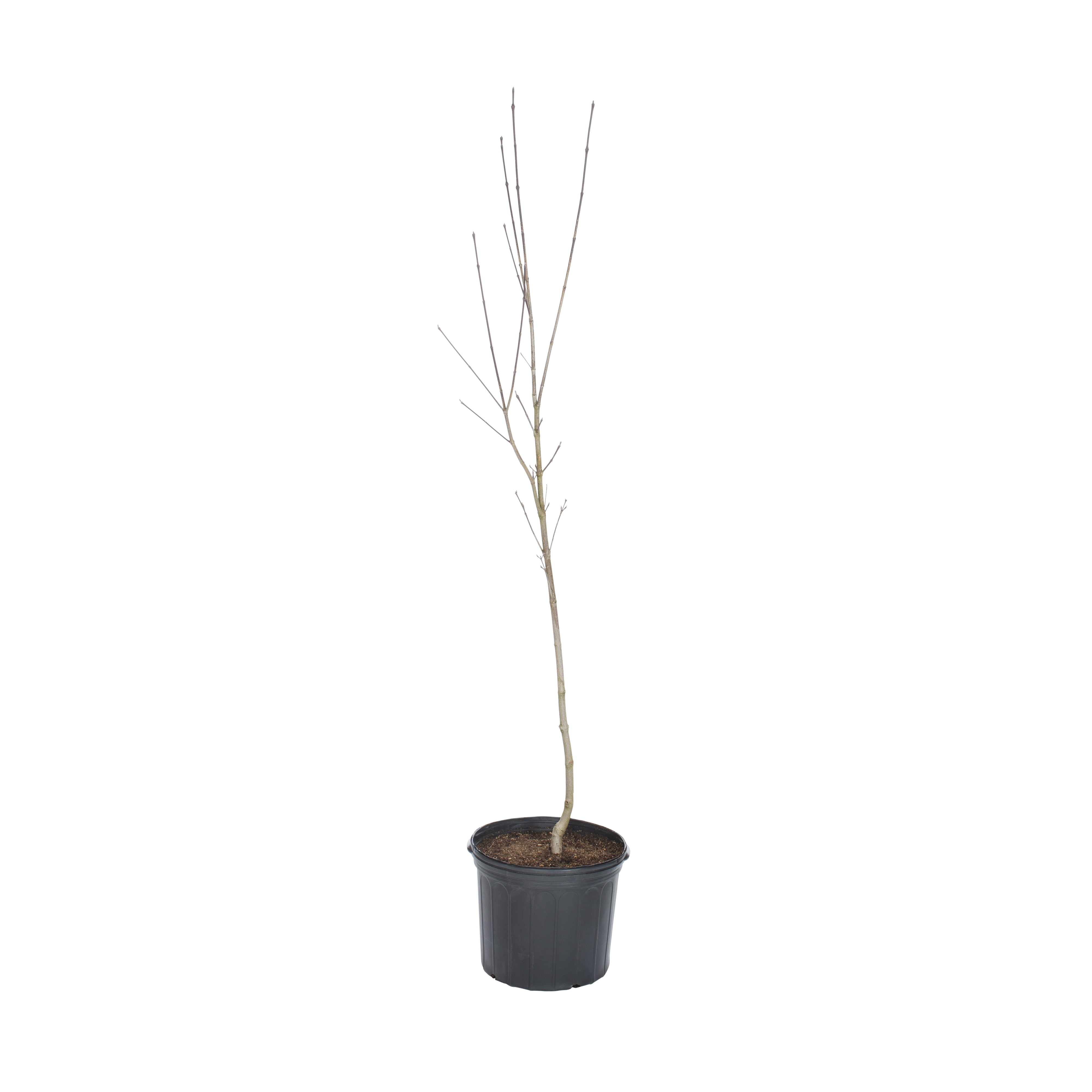 Expert Gardener Santa Rosa Plum Live Tree in 3.75-Gallon Grower Pot