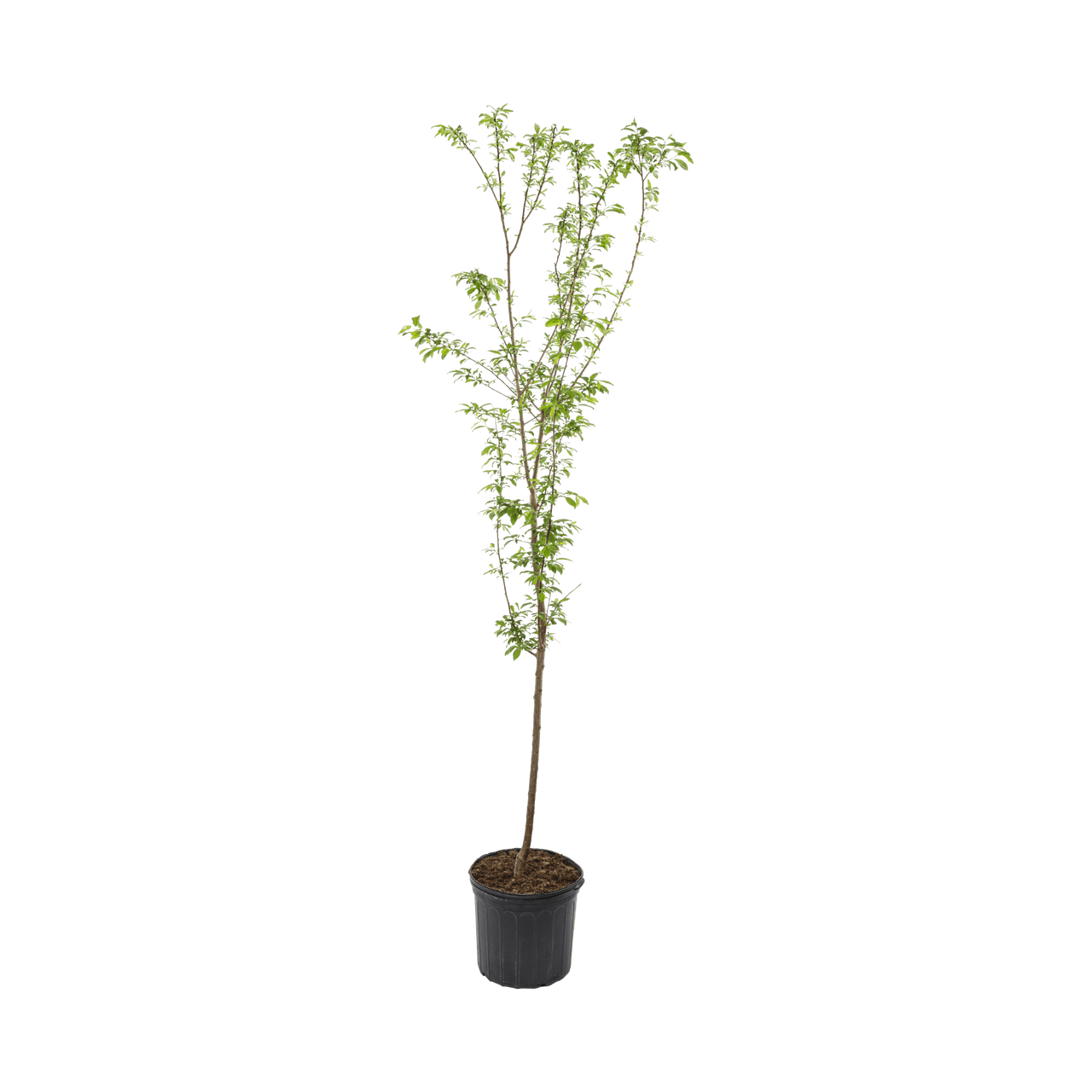 Expert Gardener Stanley Plum Live Tree in 3.75-Gallon Grower Pot