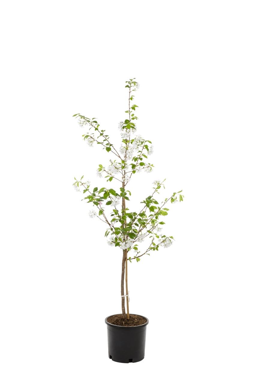 Expert Gardener Yoshino Cherry Live Tree in 3.75-Gallon Grower Pot