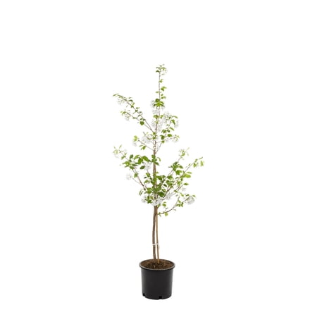 Expert Gardener Yoshino Cherry Live Tree in 3.75-Gallon Grower Pot