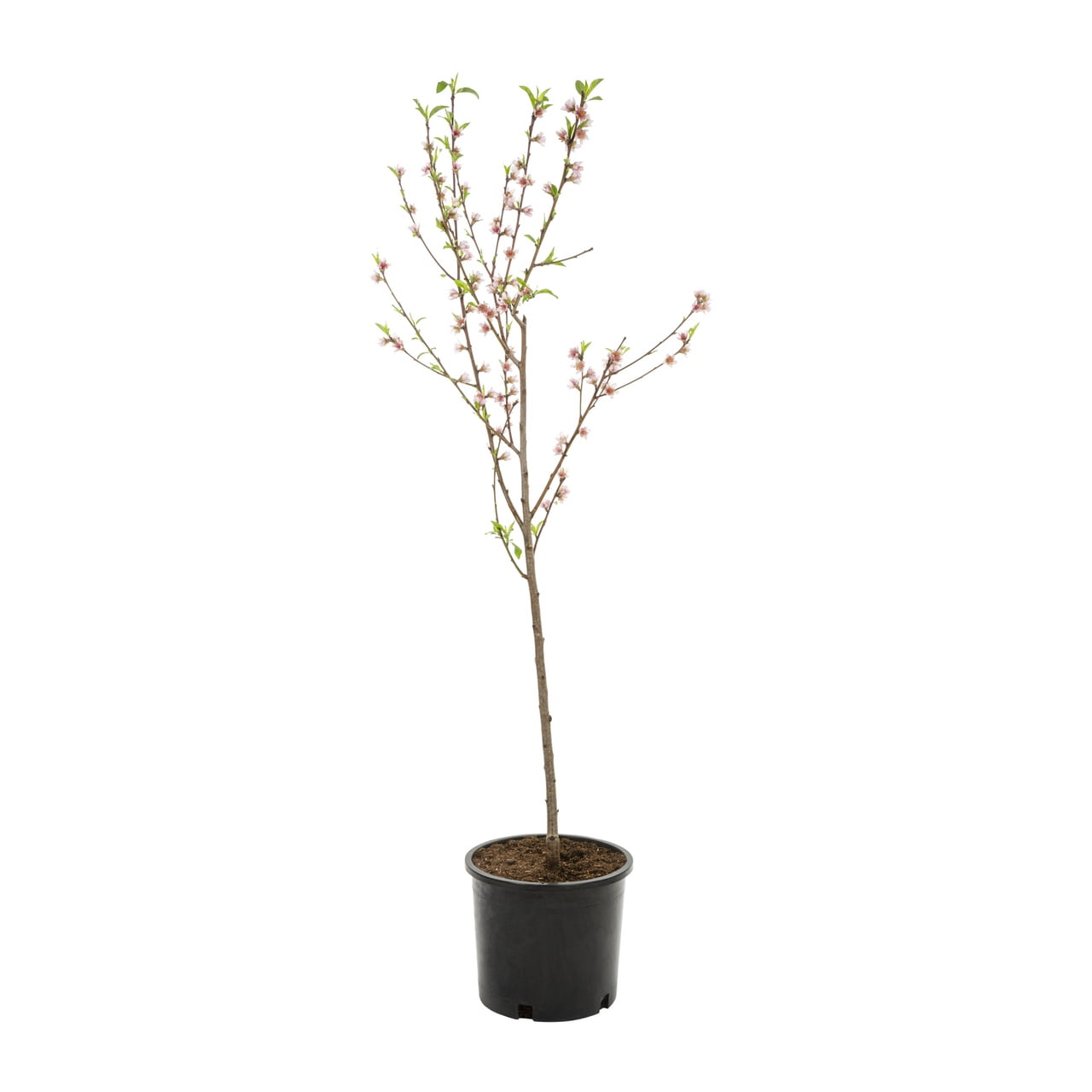 Expert Gardener 3.75gal Peach Belle of Georgia Live Tree Plant Sun