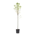 thumbnail image 1 of Expert Gardener 3.75gal Kieffer Pear Live Tree Plant Sun, 1 of 5