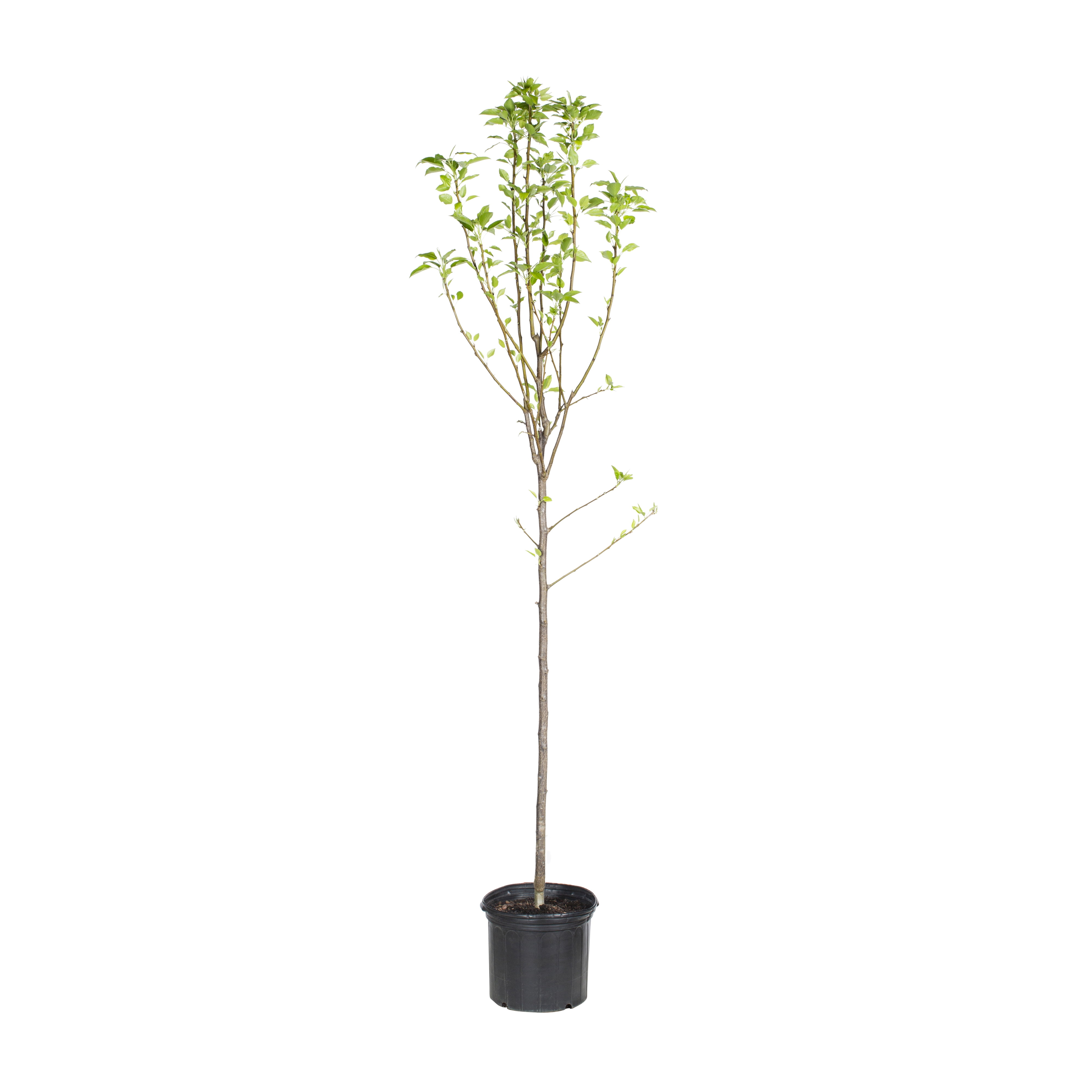 Expert Gardener Kieffer Pear Live Tree in 3.75-Gallon Grower Pot