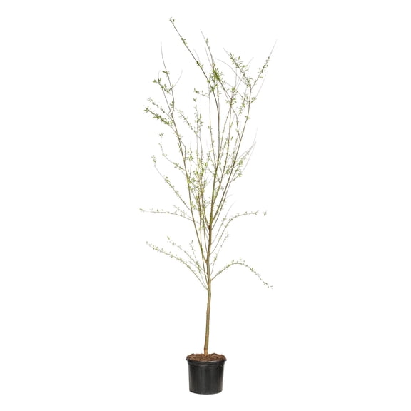 Expert Gardener Weeping Willow Live Tree, 3.75-Gallon Grower Pot