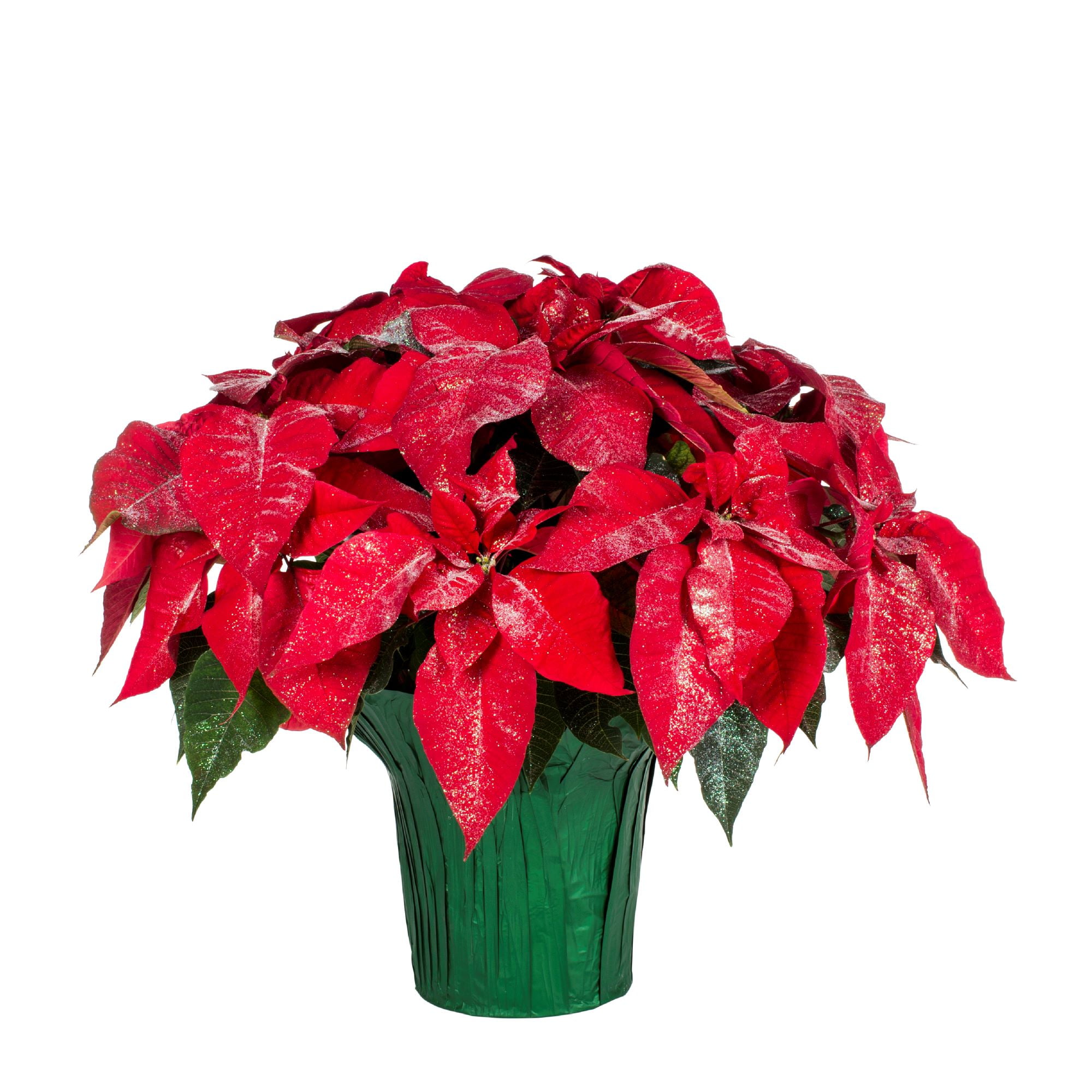 Poinsettia Red Glitter - Dewar Nurseries