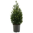 thumbnail image 1 of Expert Gardener 3 Gallon Holly Steeds Upright Japanese (Ilex) Live Shrub, 1 of 8