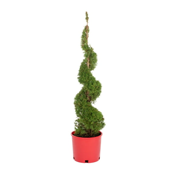 Expert Gardener 3Gal Holiday Spruce Dwarf Alberta Spiral Live Tree Grower Pot Sun