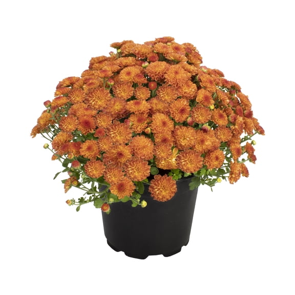 Expert Gardener 3QT Bronze Mum Live Plant