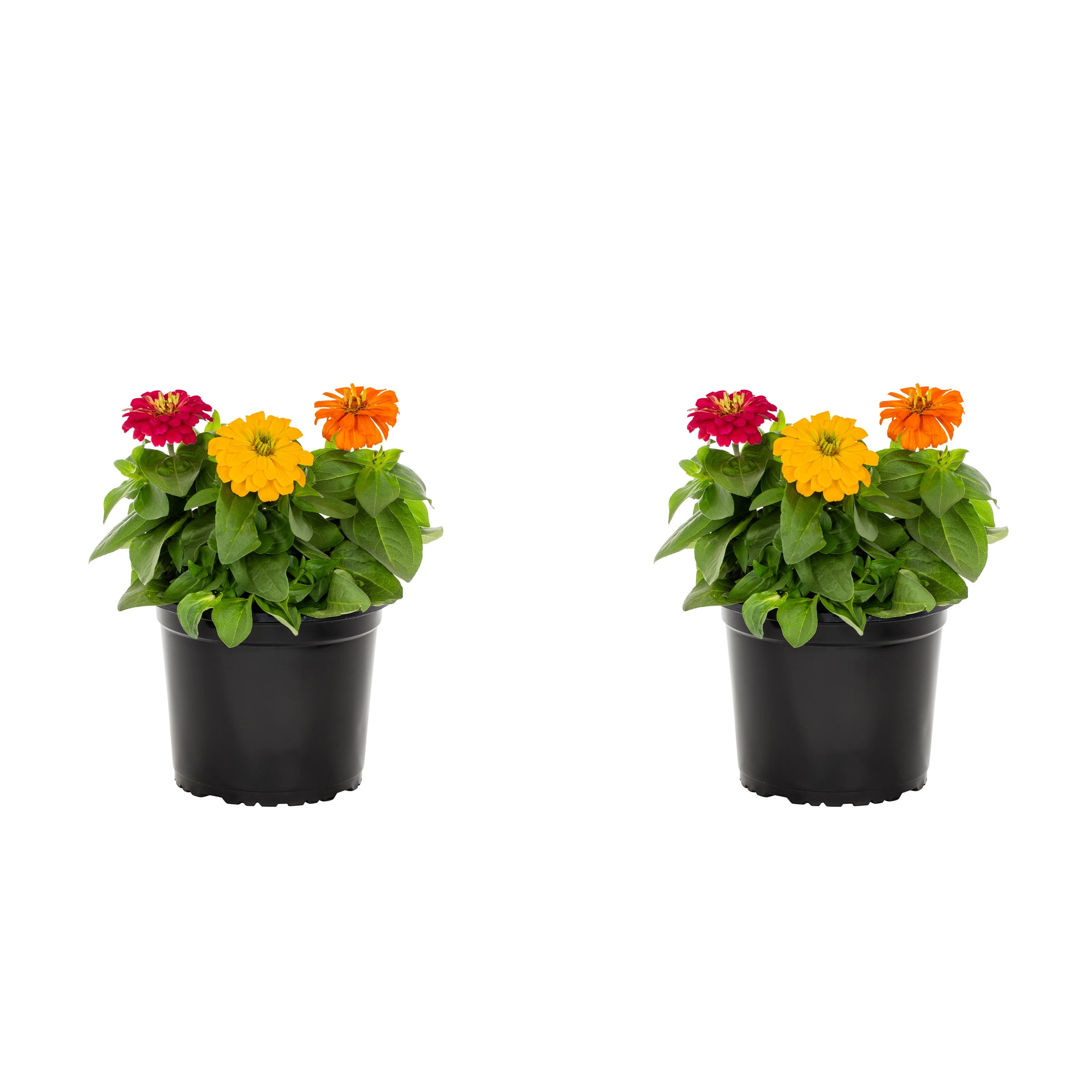 Expert Gardener 3QT Multicolor Zinnia Live Annual Plant Sun 2-Pack