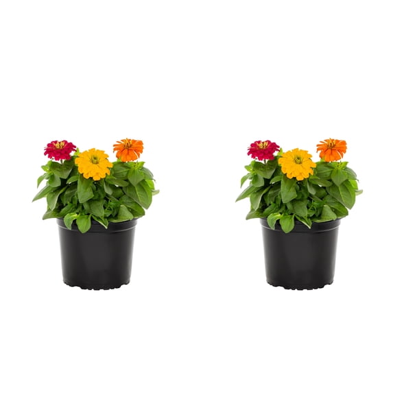 Expert Gardener 3QT Multicolor Zinnia Live Annual Plant Sun 2-Pack