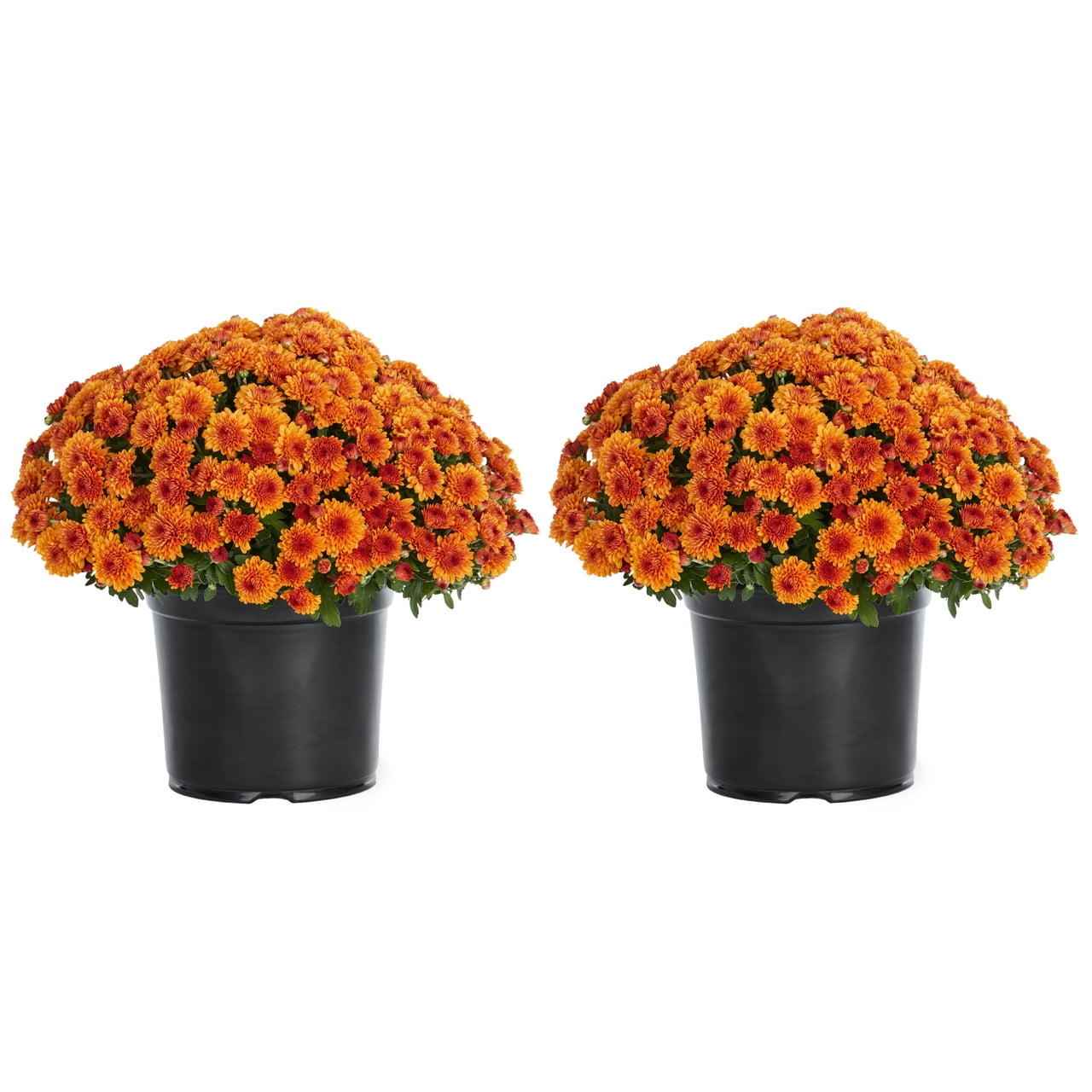 Expert Gardener Orange Garden Mum Live Plant, 2-Pack, 3 qt Grower Pot