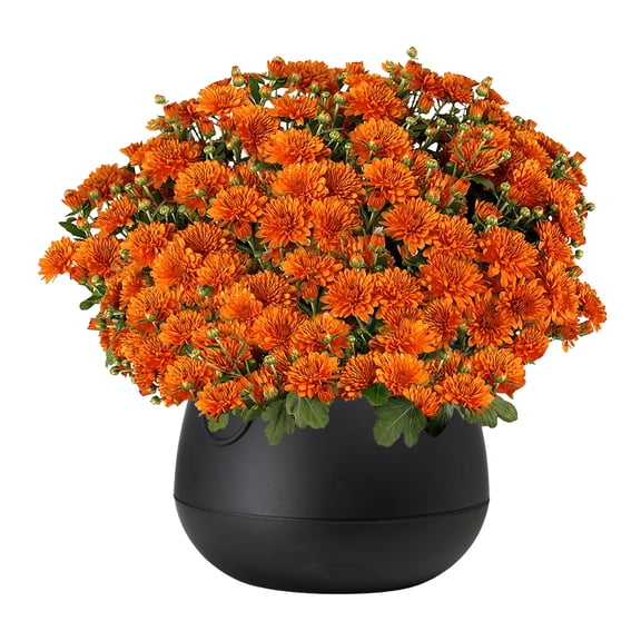 Expert Gardener 3QT Orange Mum Decorative Cauldron Container
