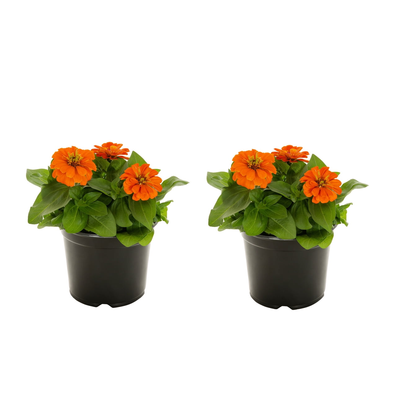 Expert Gardener Orange Zinnia Live Annual Plant, 3 QT, 2-Pack, Full Sun