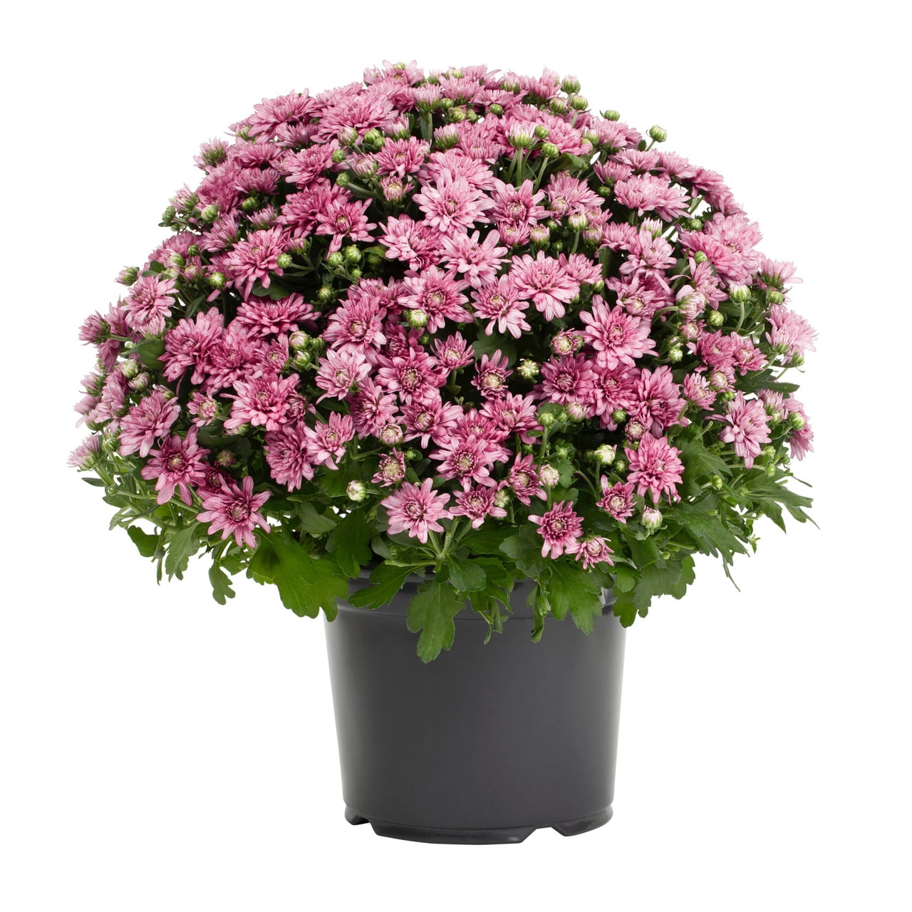 Expert Gardener 3QT Pink Mum Full Sun Live Plants (2Pack) with Grower