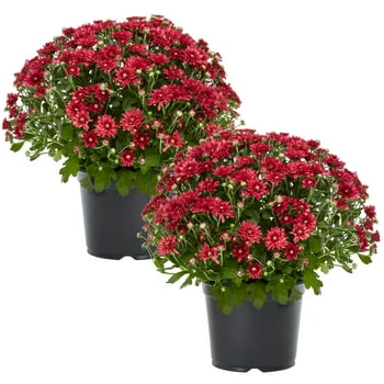 Expert Gardener 12 Inch Red Chrysanthemum Live Fall Plant 3.0QT Grower's Pot Fri 2-Pack Easy to Grow
