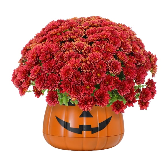 Expert Gardener 3QT Red Mum Decorative Jackolantern Container