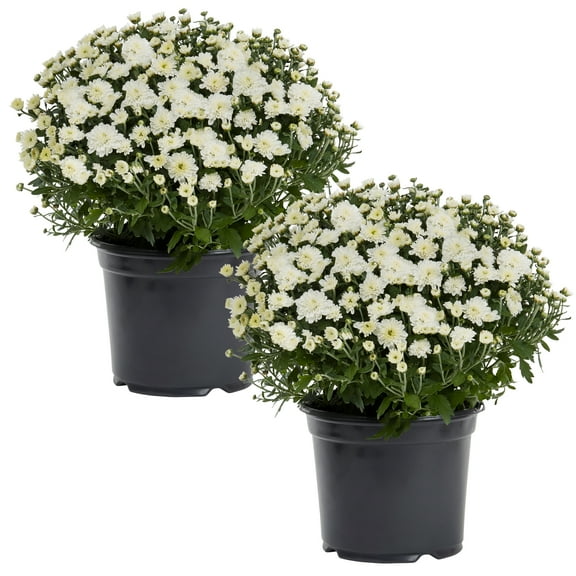 Expert Gardener 12 Inch White Chrysanthemum Live Fall Plant 3.0QT Grower's Pot Wed 2-Pack Easy to Grow