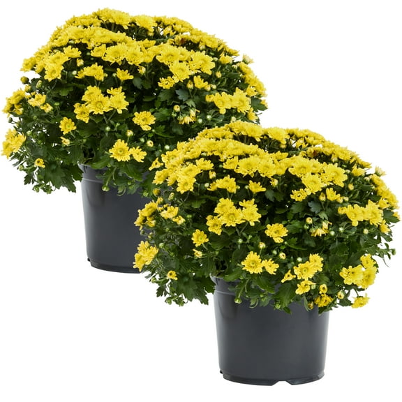 Expert Gardener 12 Inch Yellow Chrysanthemum Live Fall Plant 3.0QT Grower's Pot Mon 2-Pack Easy to Grow