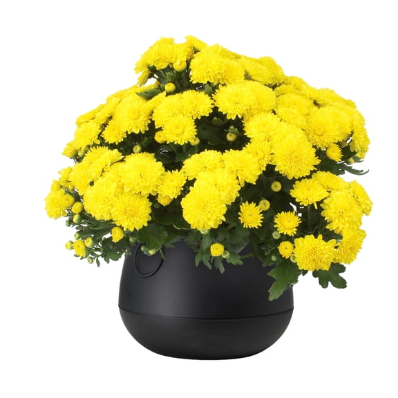Expert Gardener 3QT Yellow Mum Decorative Cauldron Container