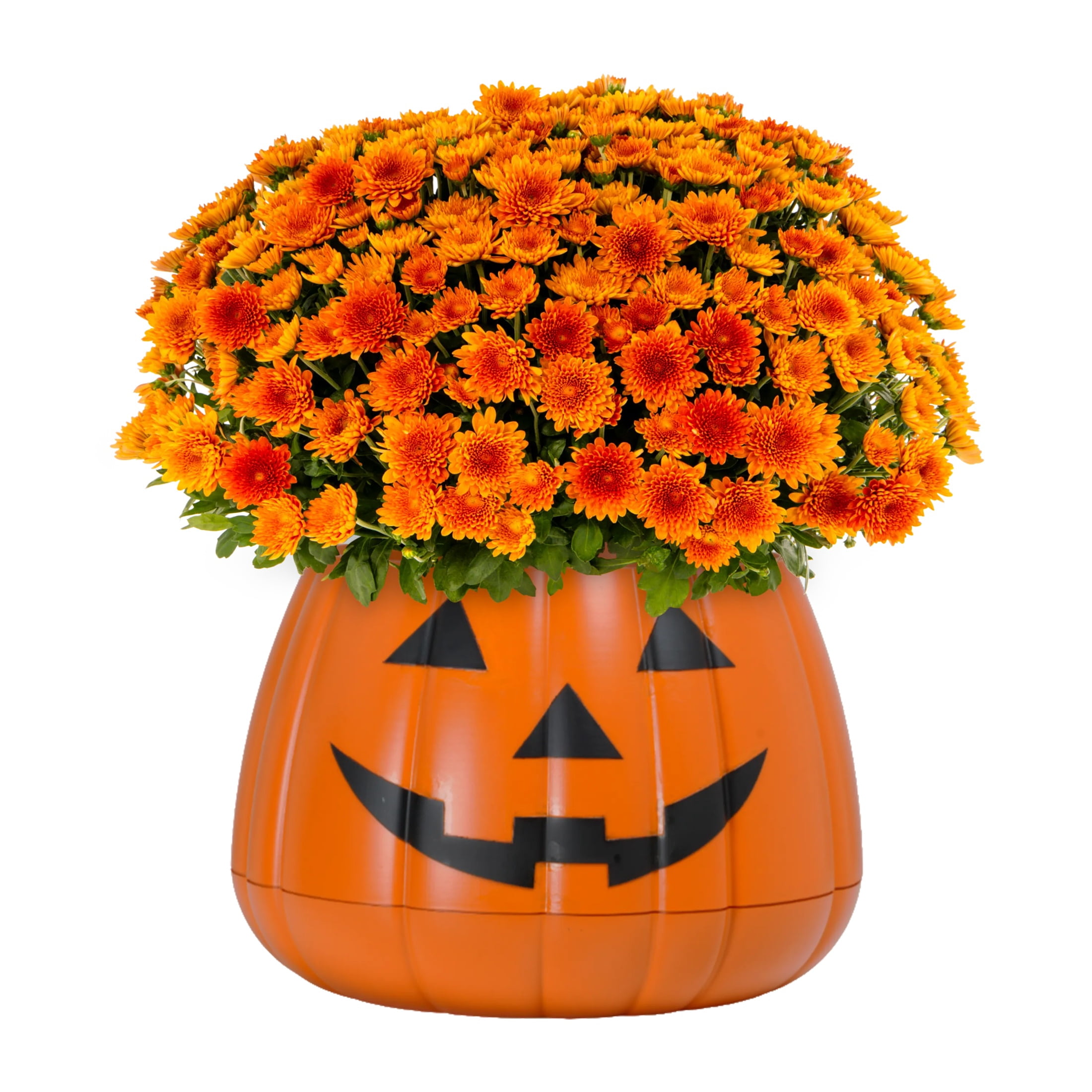 Walmart’s Live Mum Pumpkin Planter Is the Cutest Fall Porch Upgrade!