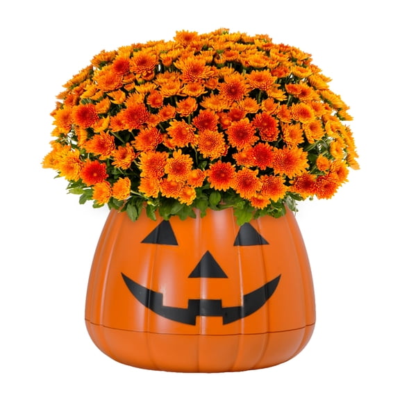 Expert Gardener 3qt Orange Mum in 7" Jack-O-Lantern Planter (1-pack), Fall Decor