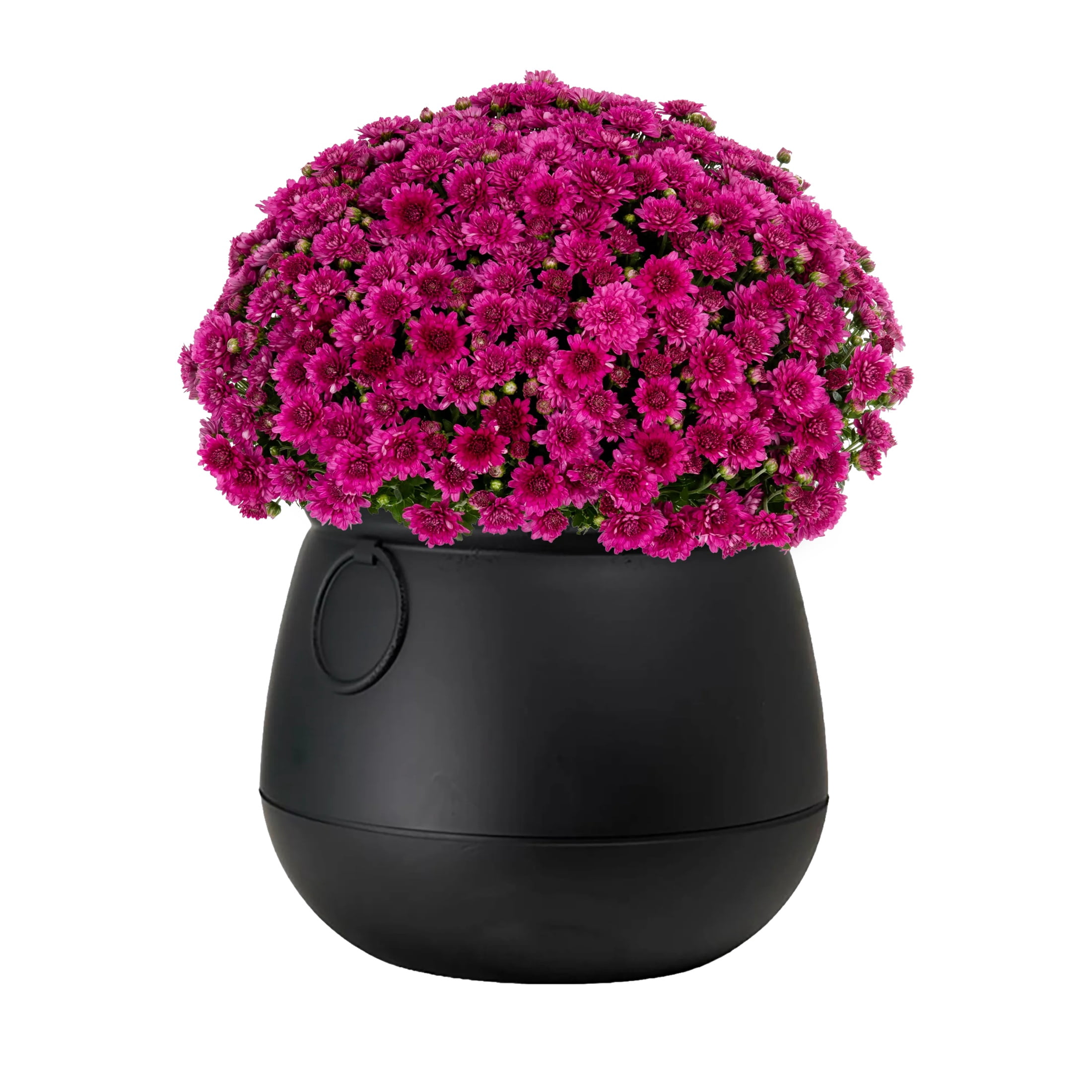Expert Gardener 3qt Purple Mum in 7" Cauldron Planter (1-pack), Fall Decor