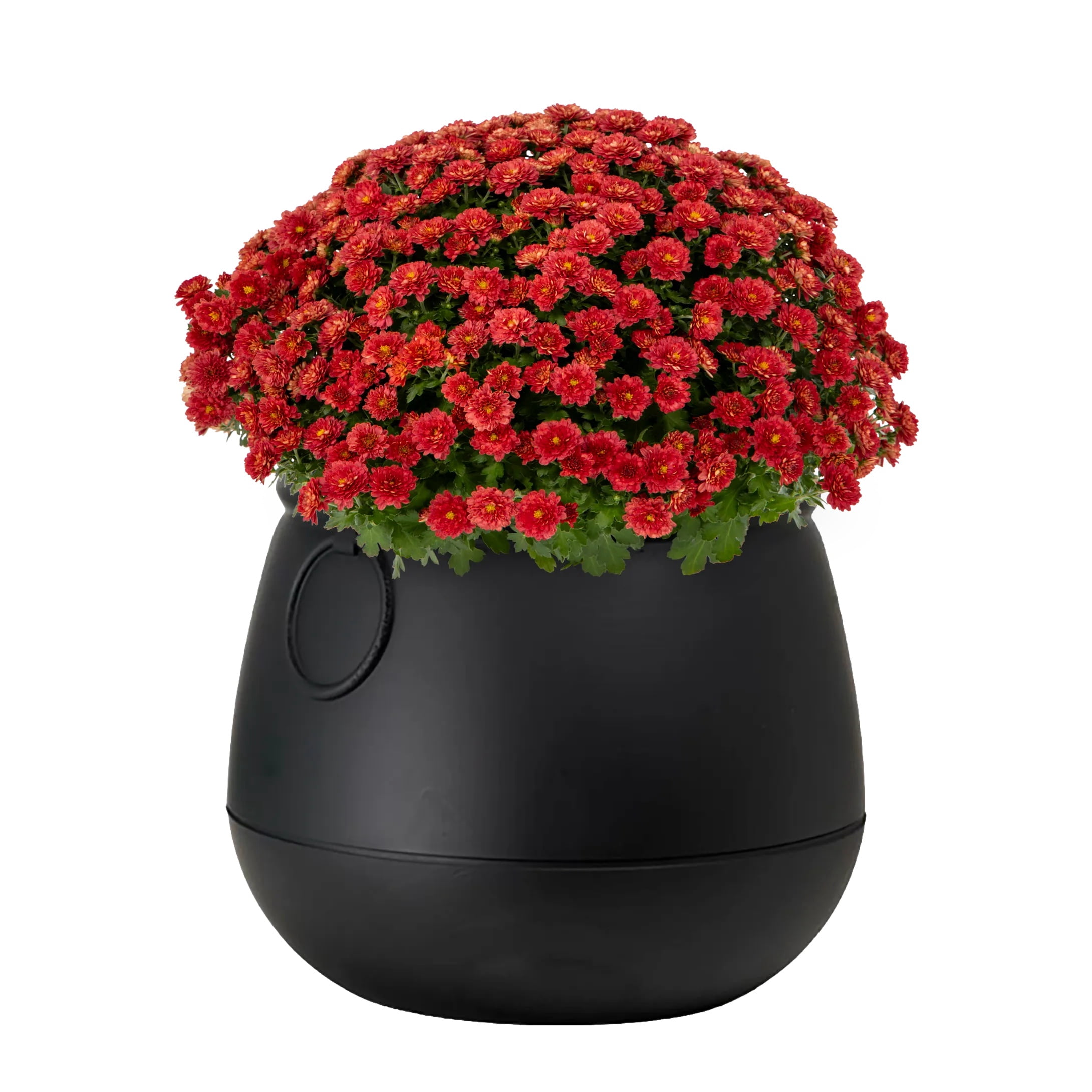 Expert Gardener 3qt Red Mum in 7" Cauldron Planter (1-pack), Fall Decor