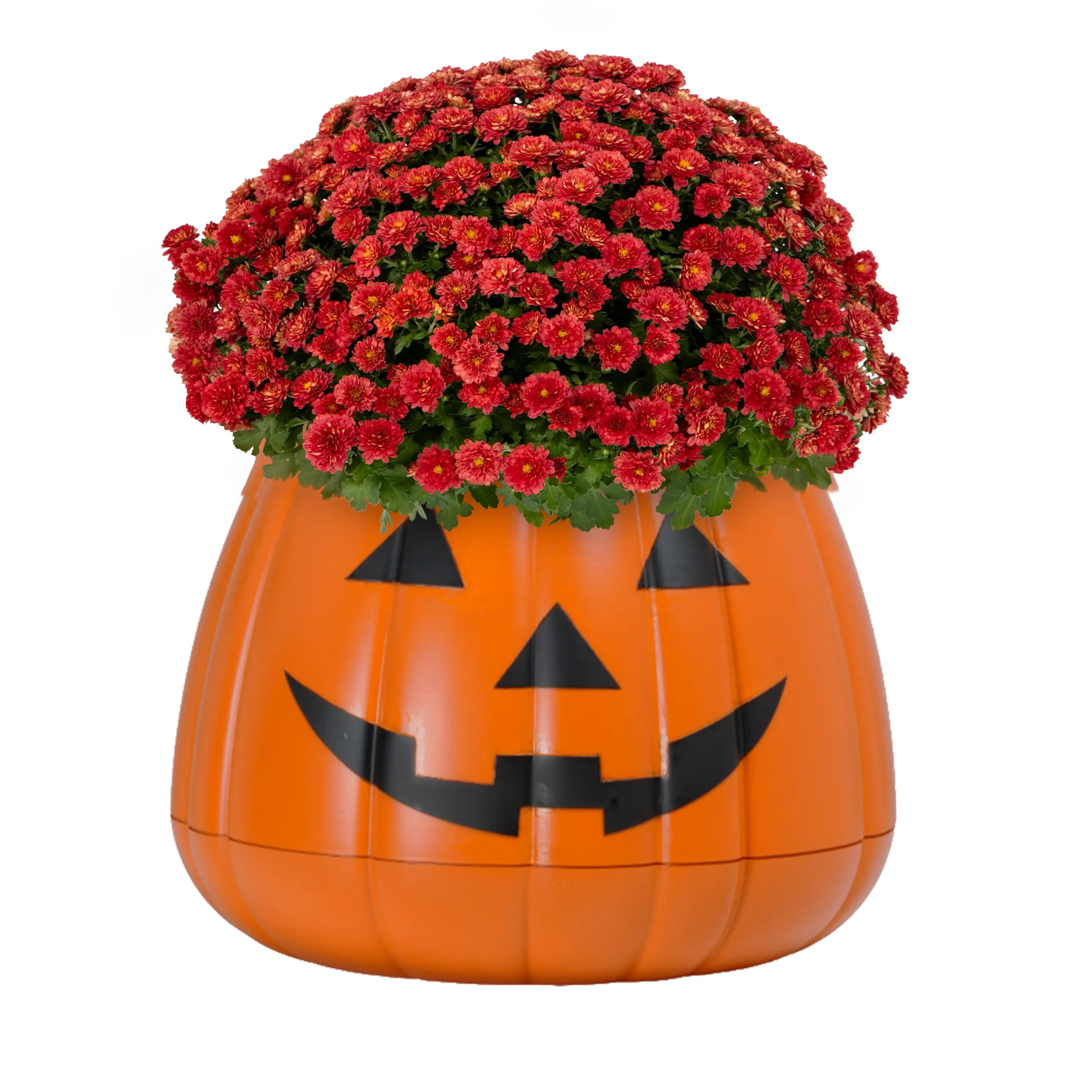 Expert Gardener 3qt Red Mum in 7" Jack-O-Lantern Planter (1-pack), Fall Decor