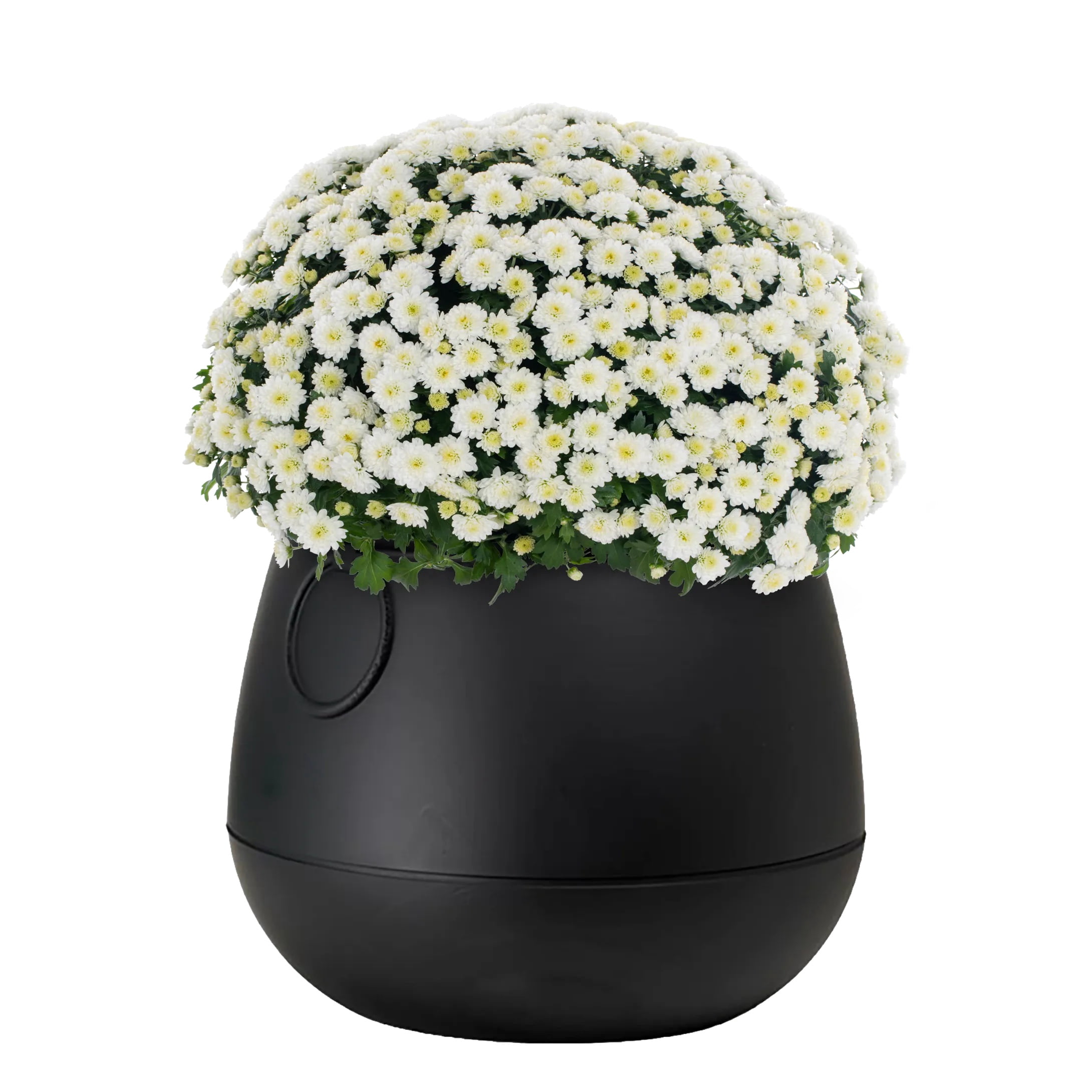 Expert Gardener 3qt White Mum in 7" Cauldron Planter (1-pack), Fall Decor