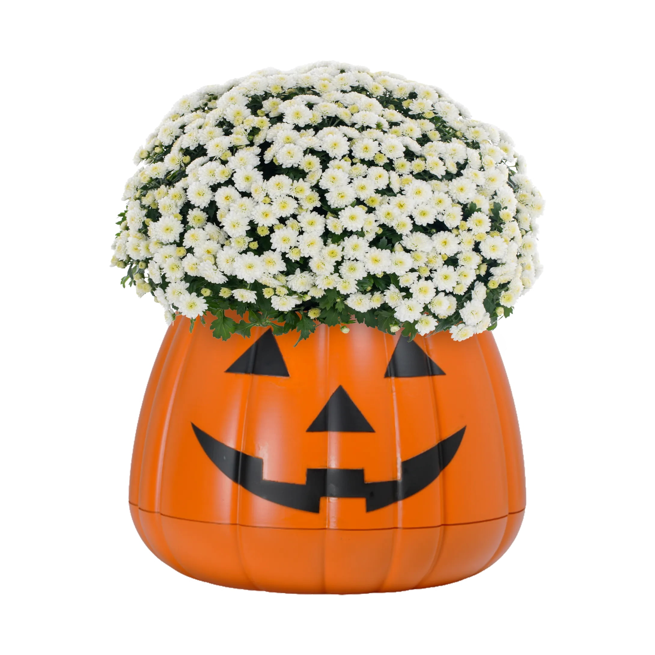 Expert Gardener 3qt White Mum in 7" Jack-O-Lantern Planter (1-pack), Fall Decor