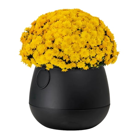 Expert Gardener 3qt Yellow Mum in 7" Cauldron Planter (1-pack), Fall Decor