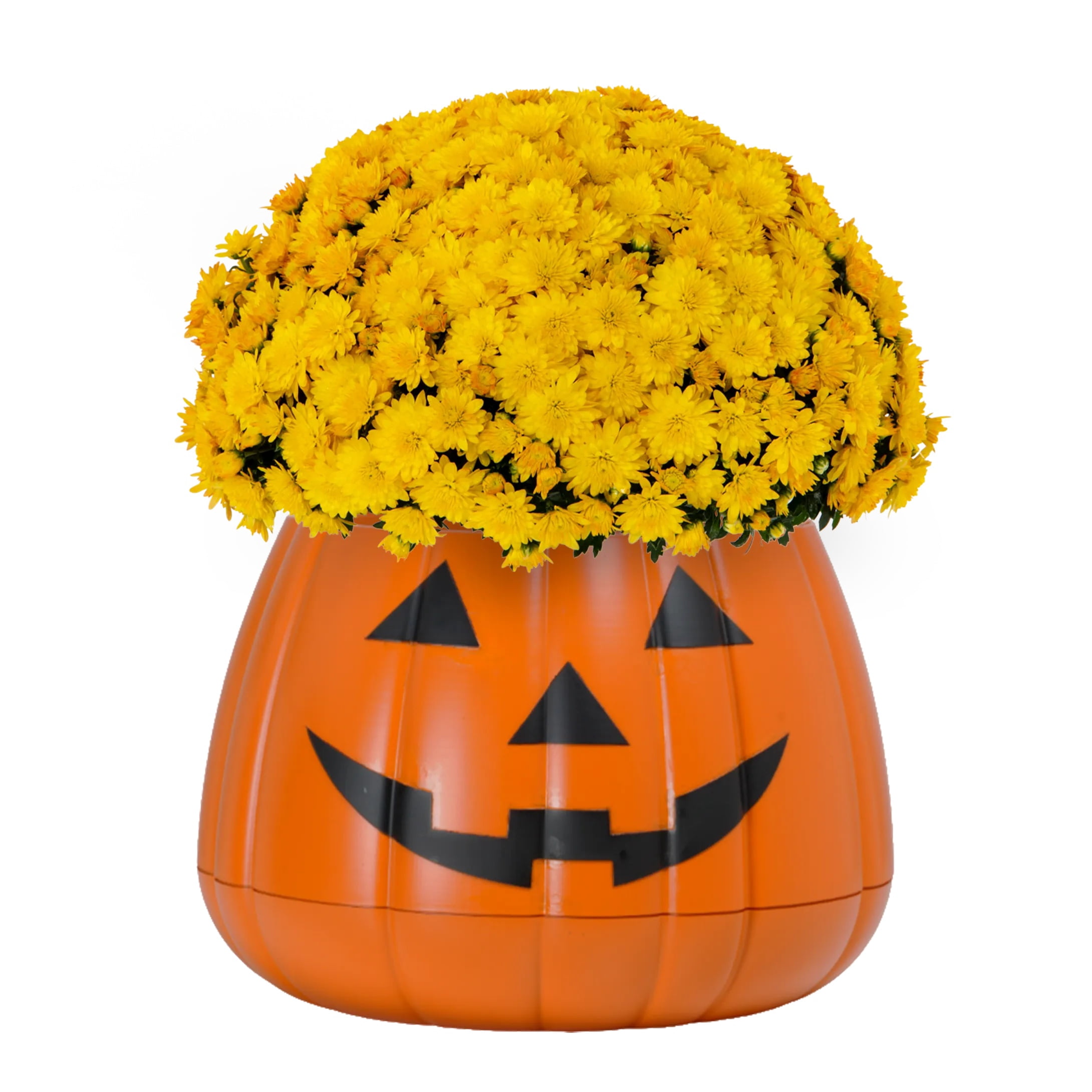 Expert Gardener 3qt Yellow Mum in 7" Jack-O-Lantern Planter (1-pack), Fall Decor