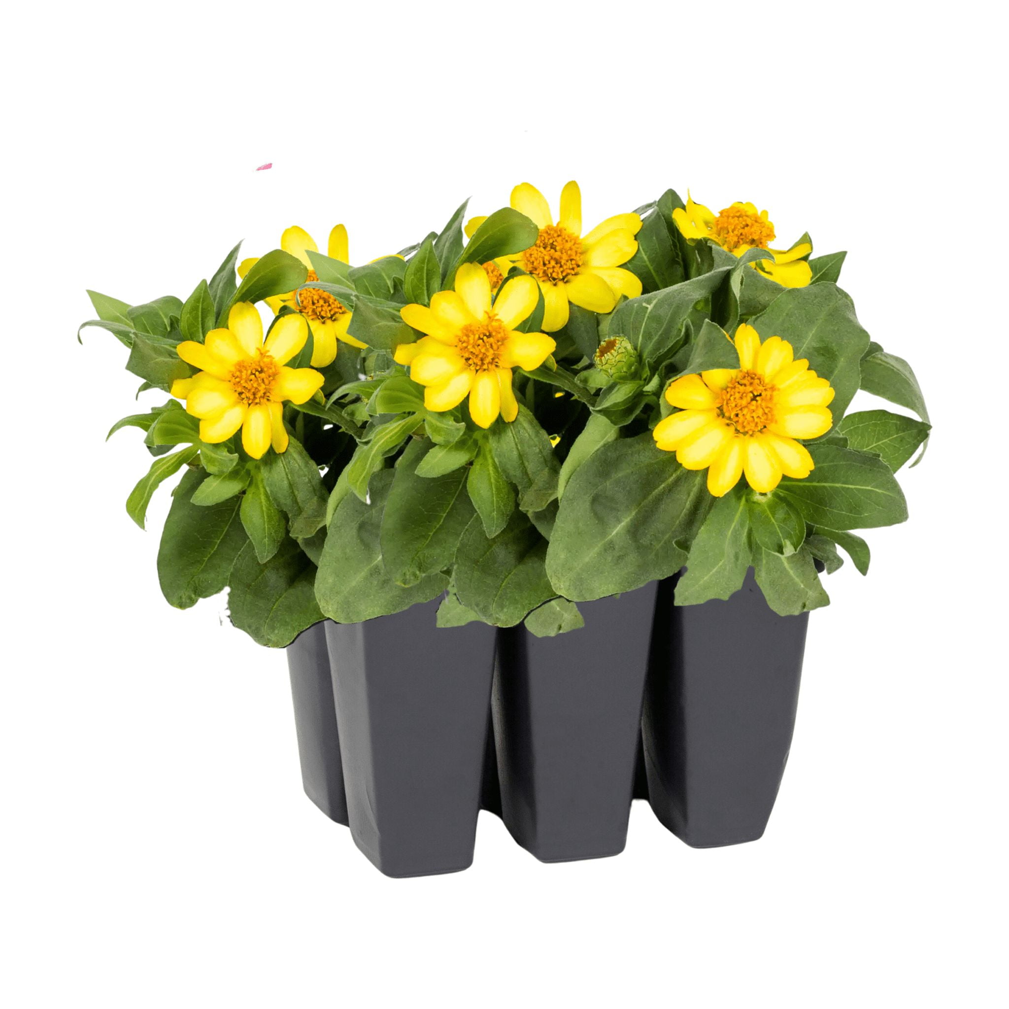 ZINNIA Lowe's Multicolor Zinnia in 6-Pack NURSERY at Lowes.com