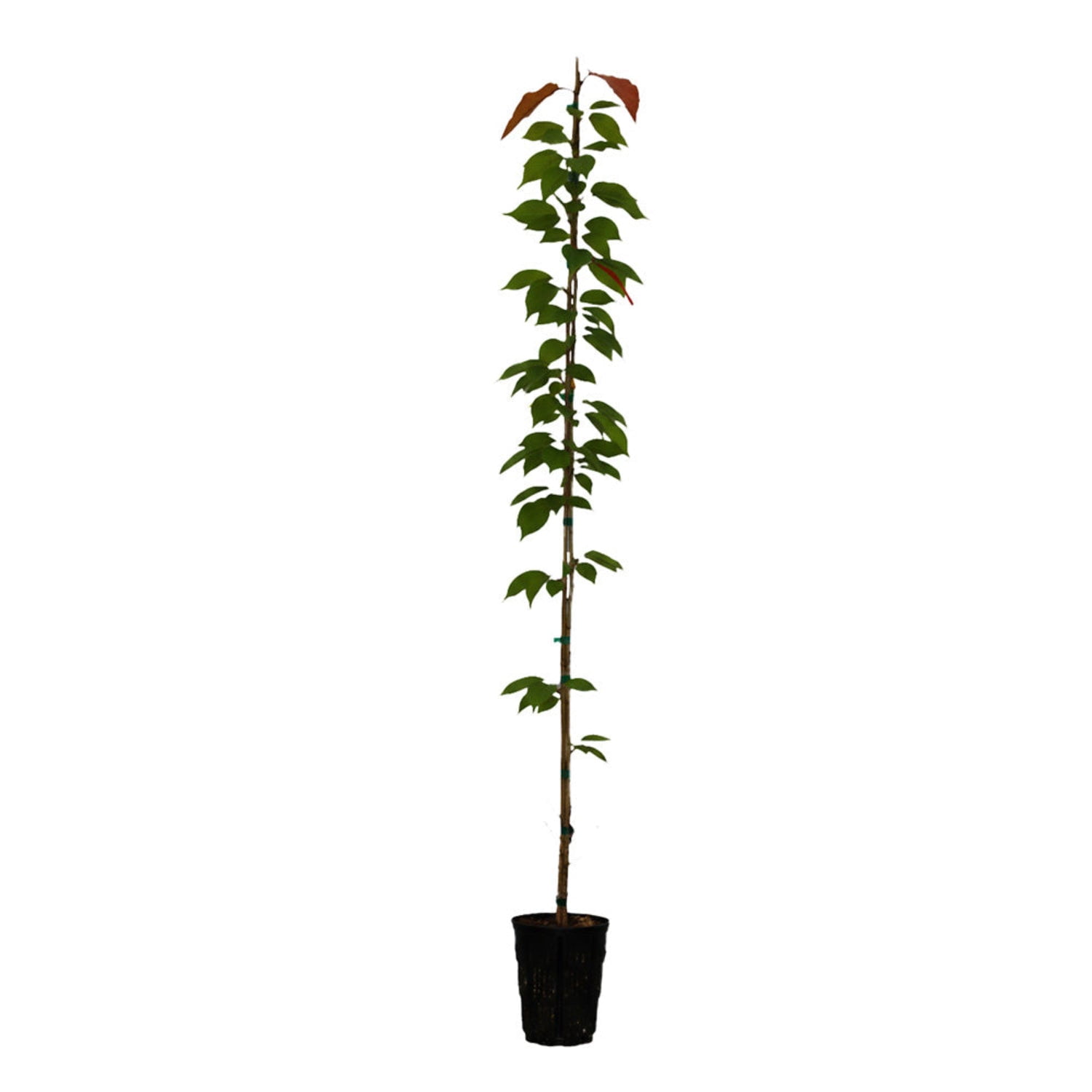 Expert Gardener 4-5' Cherry Flowering First Lady Live Tree in 1 gal. Grower Pot