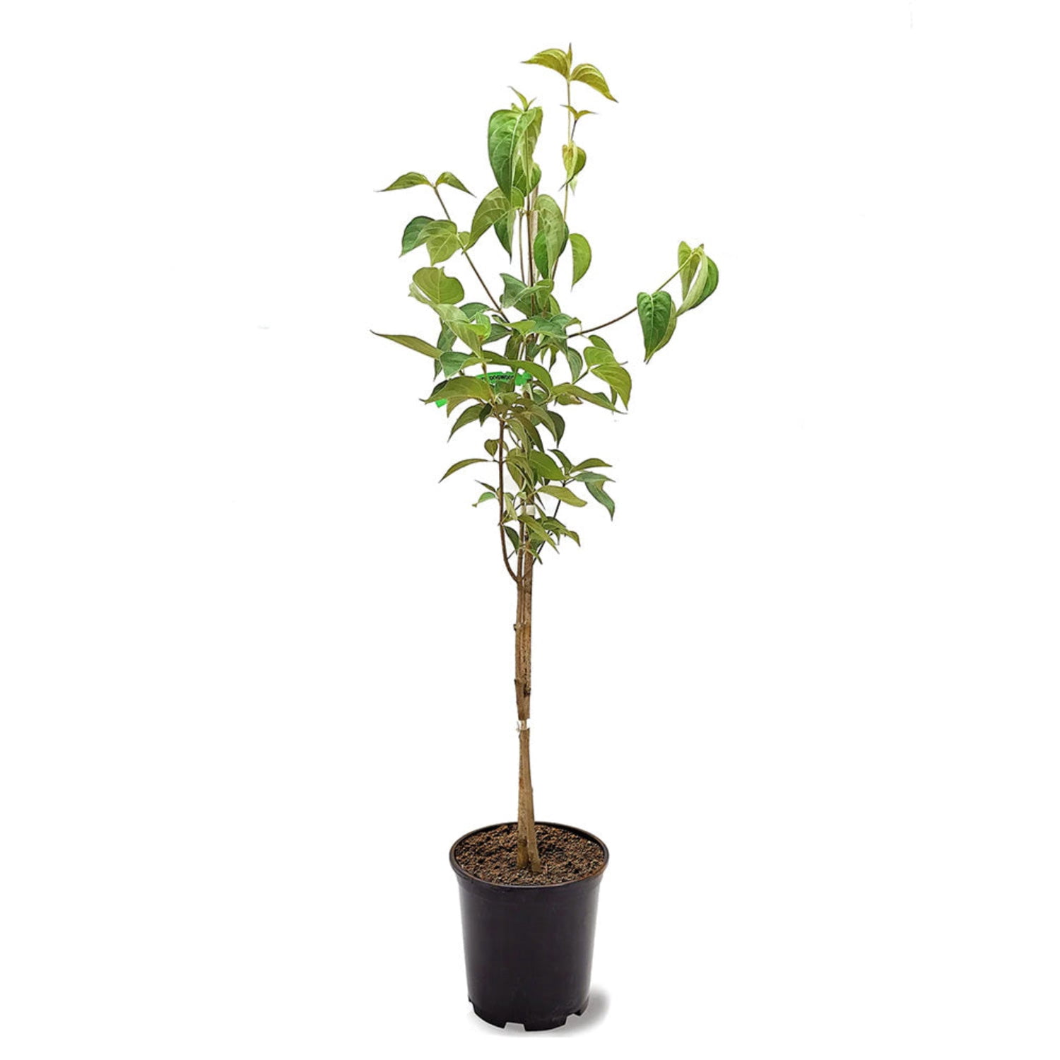 Expert Gardener 4-5' Dogwood Cherokee Brave in 1 gal. Grower Pot