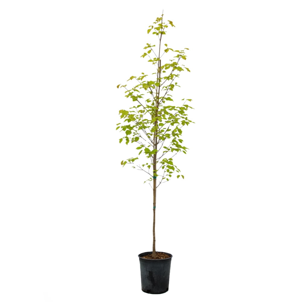 Expert Gardener 4-5' Dogwood Rosy Teacups® in 2 gal. Grower Pot