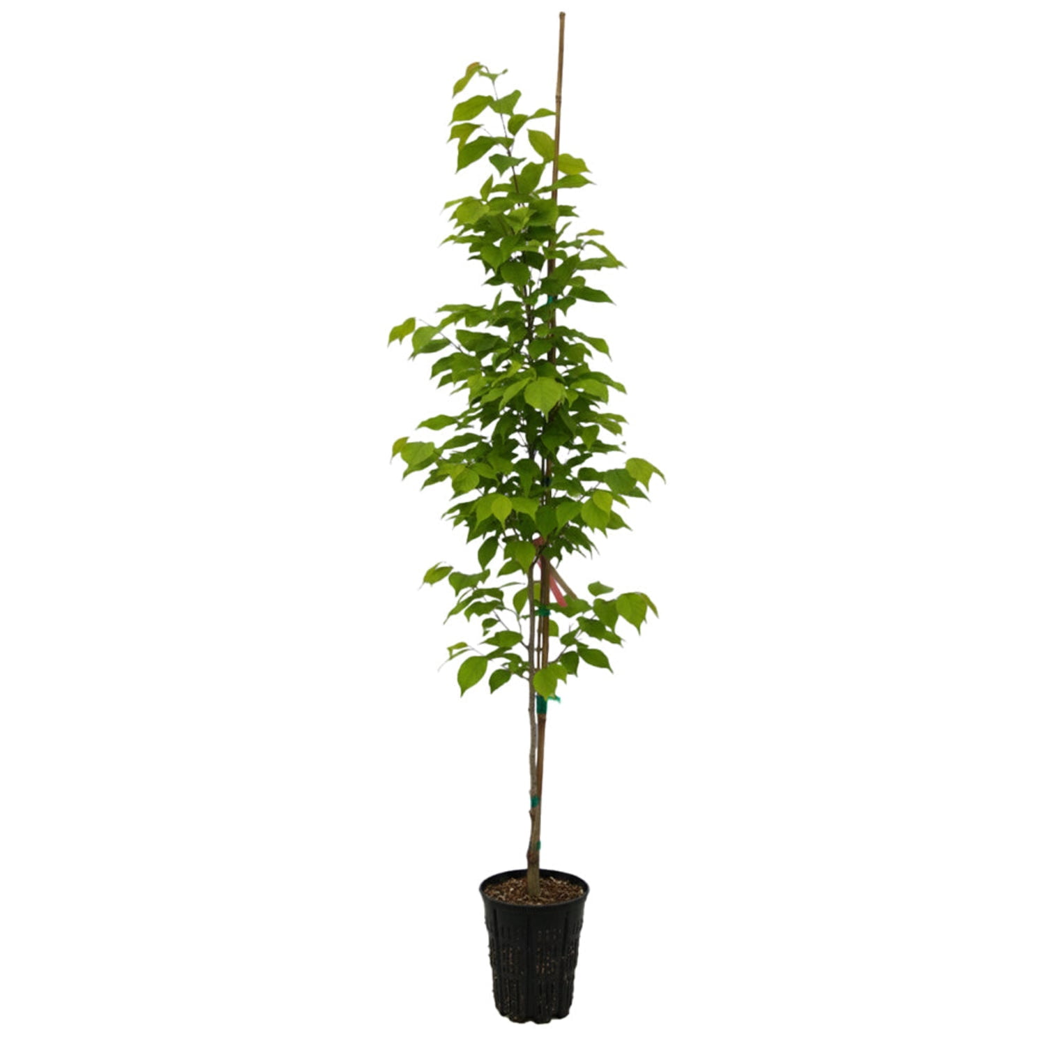 Expert Gardener 4-5' Dogwood Snow Tower® in 2 gal. Grower Pot