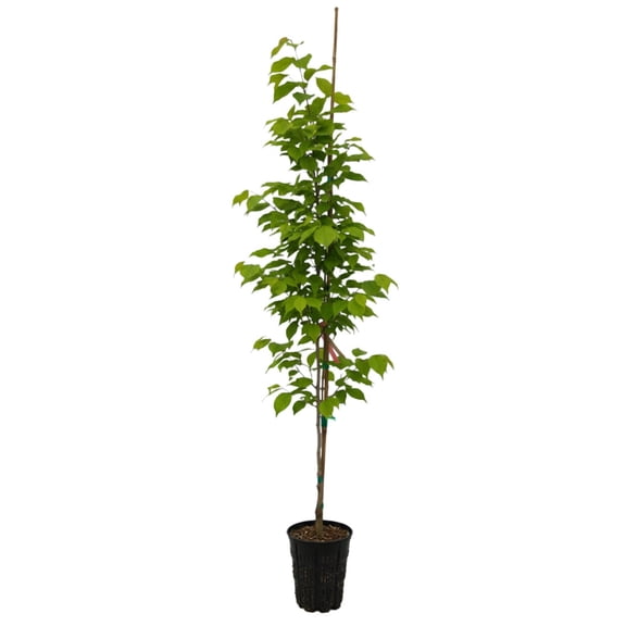 Expert Gardener 4-5' Dogwood Snow Tower in 2 gal. Grower Pot