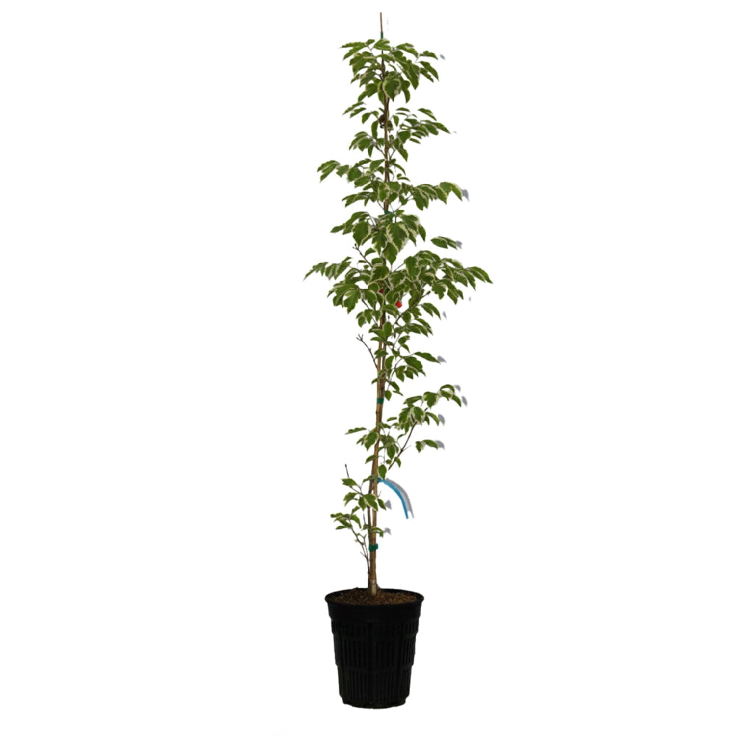 Expert Gardener 4-5' Dogwood Summer Fun in 1 gal. Grower Pot